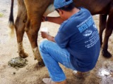 milking in mexico
